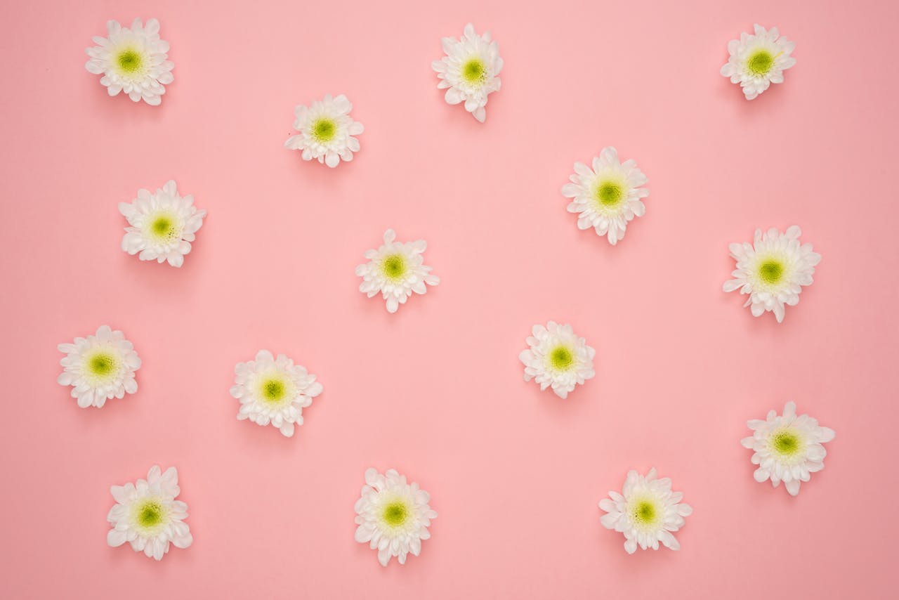 services-02 White chrysanthemum flowers arranged on a soft pink background, creating a delicate floral pattern.